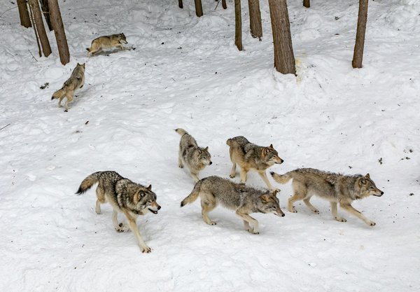 Quels sont les meilleurs endroits pour observer les loups dans le parc national de Yellowstone, USA?